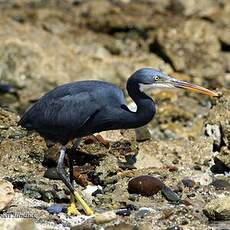 Aigrette des récifs