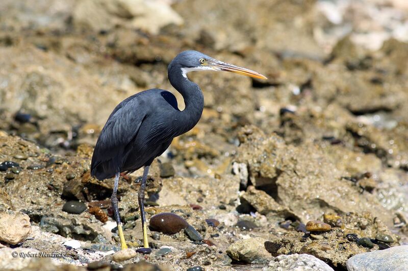 Aigrette des récifs