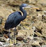 Aigrette des récifs