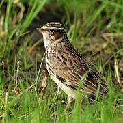 Woodlark