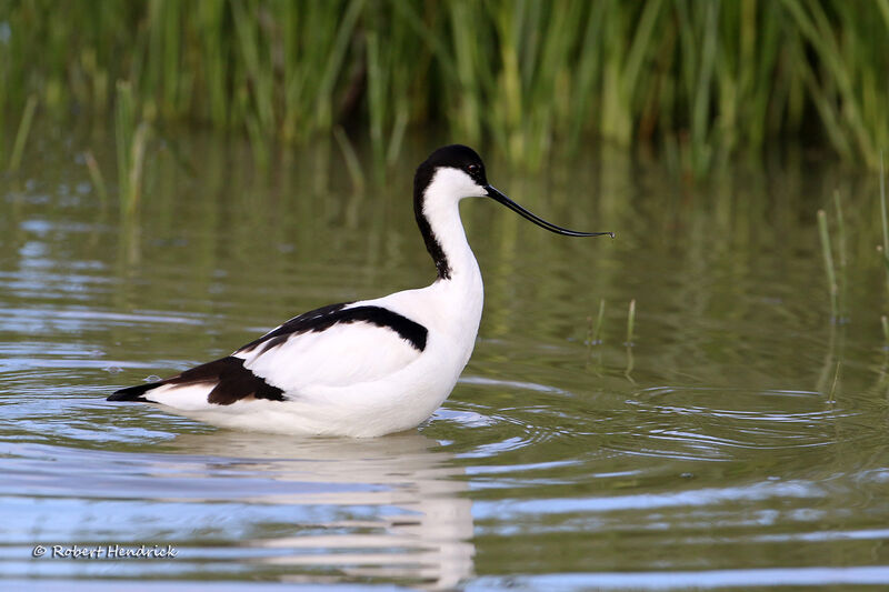 Avocette élégante