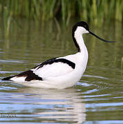 Avocette élégante