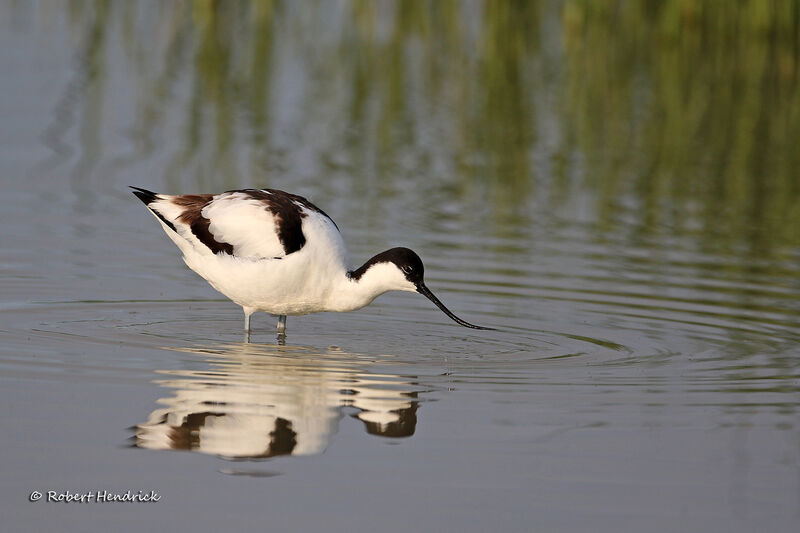 Avocette élégante