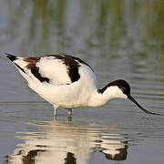 Avocette élégante