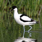 Avocette élégante