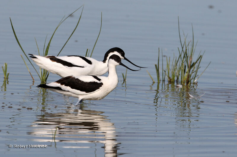 Avocette élégante