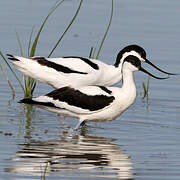 Avocette élégante