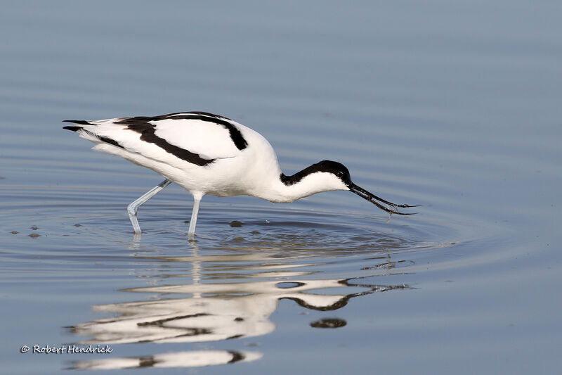 Avocette élégante