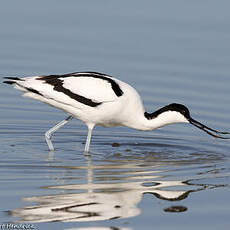 Avocette élégante