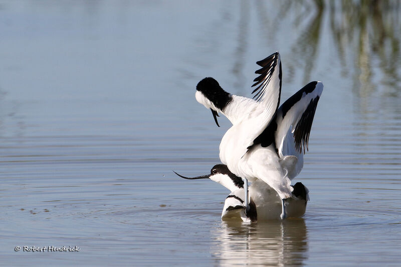 Avocette élégante