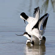 Avocette élégante