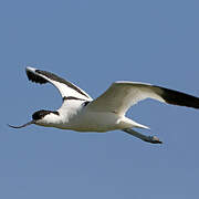 Avocette élégante