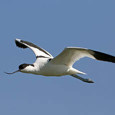 Avocette élégante