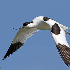 Avocette élégante