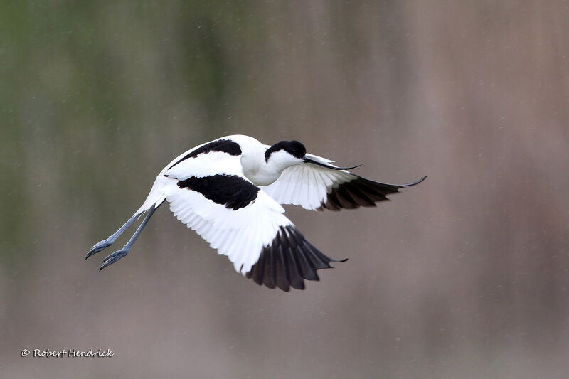 Avocette élégante