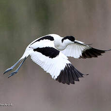 Avocette élégante