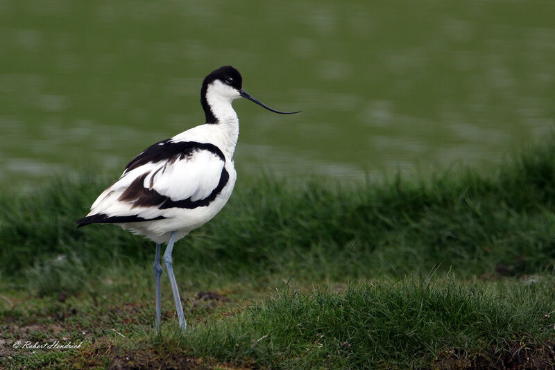 Avocette élégante