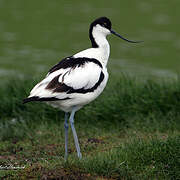 Avocette élégante