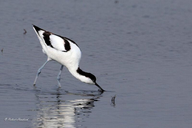 Pied Avocet