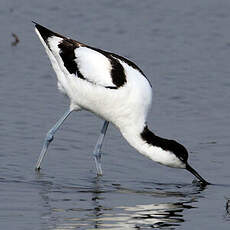 Avocette élégante