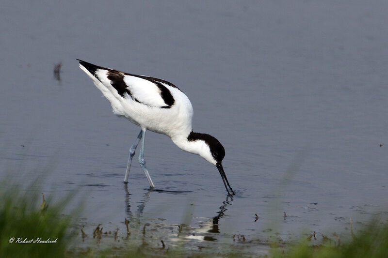 Avocette élégante