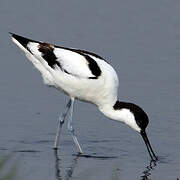 Avocette élégante