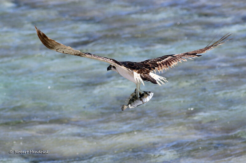 Balbuzard pêcheur