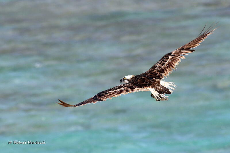 Balbuzard pêcheur