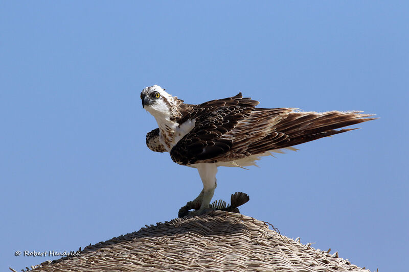 Osprey