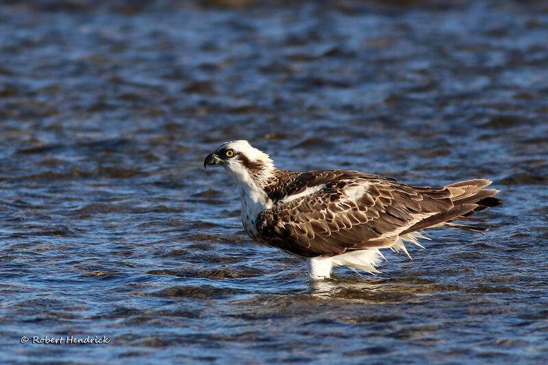 Balbuzard pêcheur