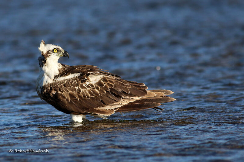 Balbuzard pêcheur