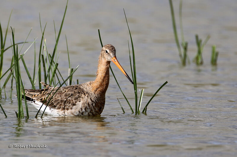 Black-tailed Godwit