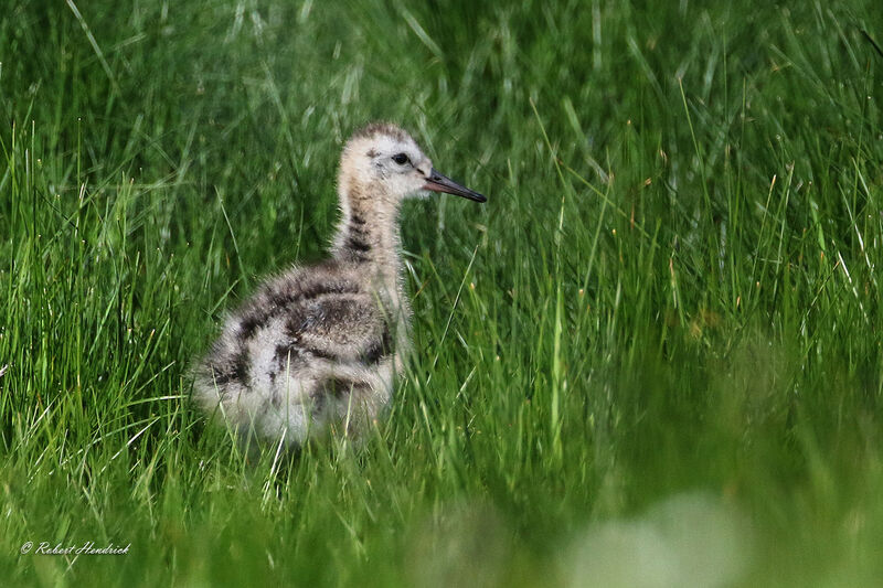 Black-tailed Godwit