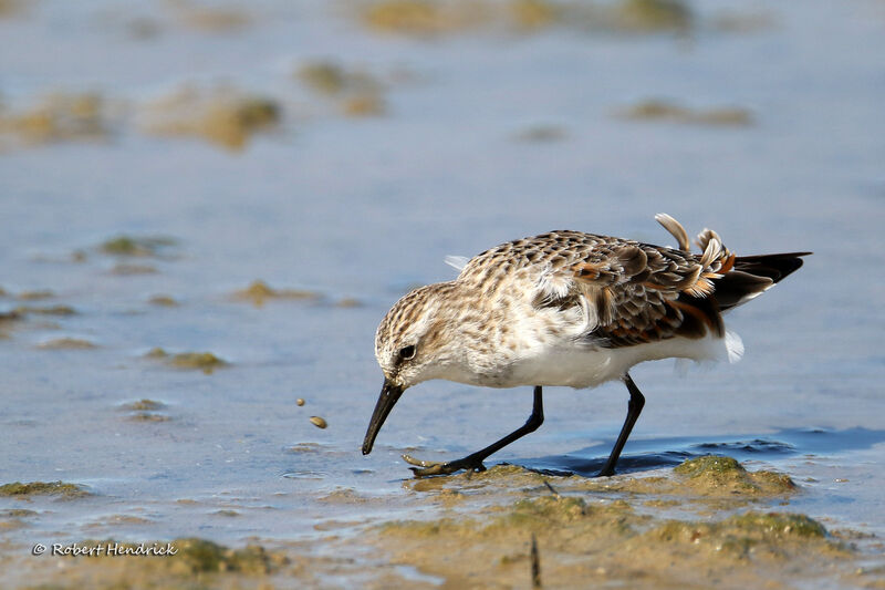 Little Stint