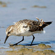 Little Stint