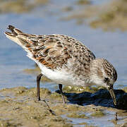 Little Stint