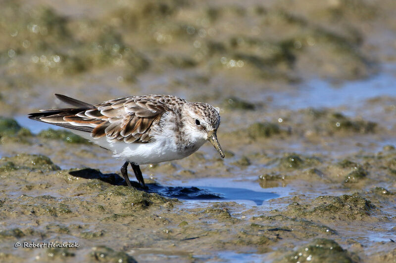 Little Stint