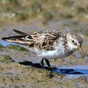 Little Stint