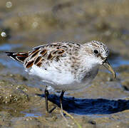 Little Stint