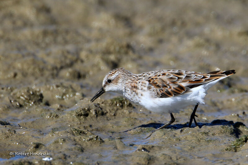 Little Stint