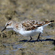 Little Stint