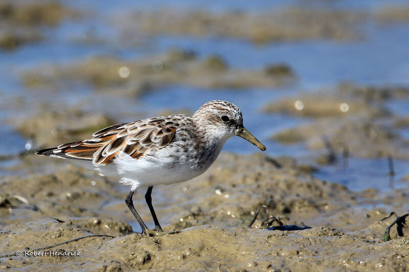 Little Stint