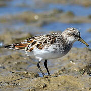 Little Stint