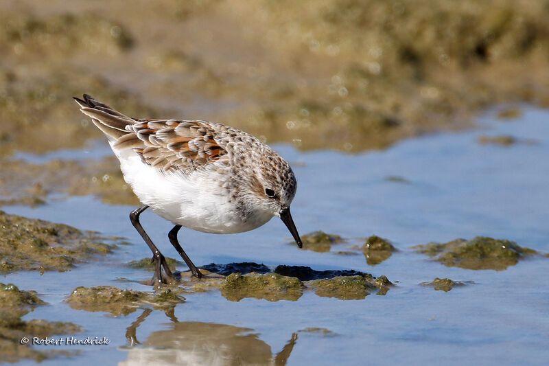 Little Stint