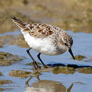 Little Stint