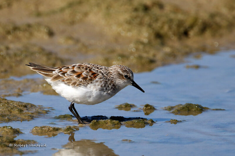 Little Stint