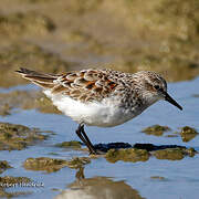 Little Stint