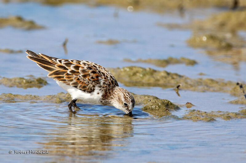 Little Stint