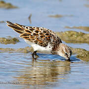 Little Stint