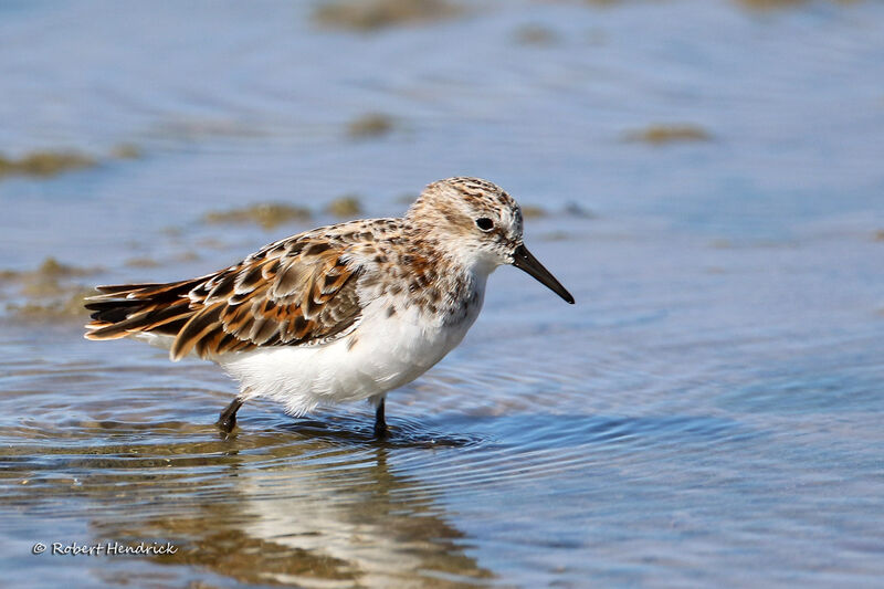 Little Stint